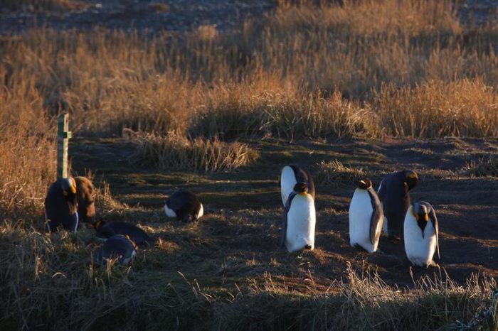 Tierra del Fuego, donde el pingüino es el rey