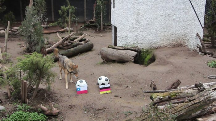 [VIDEO] El lobo “Zabivaka” de Buin Zoo anuncia un ajustado empate de Chile contra Alemania