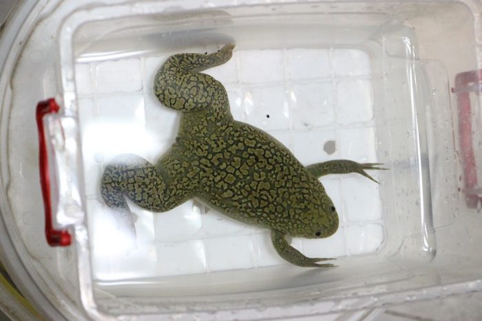 Metamorfosis de ranas permite descubrir fallas en hormonas tiroideas