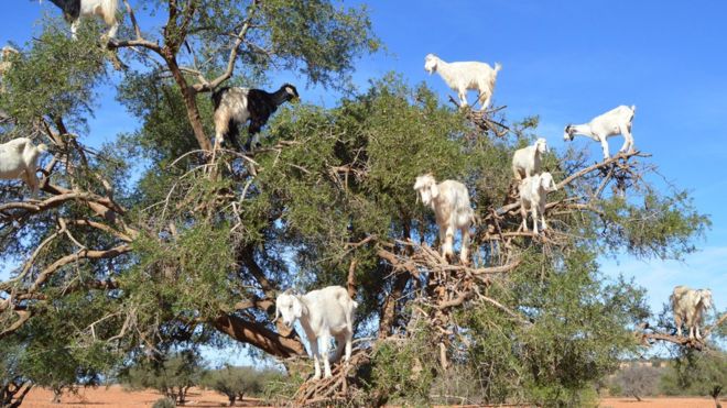 ¿Por qué los árboles de argán en Marruecos tienen cabras sobre sus ramas en lugar de aves?