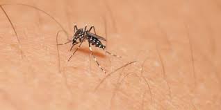 Haber padecido de dengue puede atenuar la infección con Zika