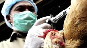 Chile utilizará moderno sistema de detección del virus de la gripe aviar