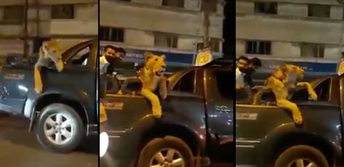 [VIDEO] Hombre es arrestado por llevar un león en la parte trasera de su camioneta en Pakistán