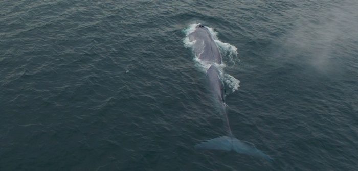 [VIDEO] Patrullera naval avista ballena de 15 metros frente a Chonchi