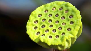 ¿Por qué hay gente que no puede ni mirar esta flor de loto?
