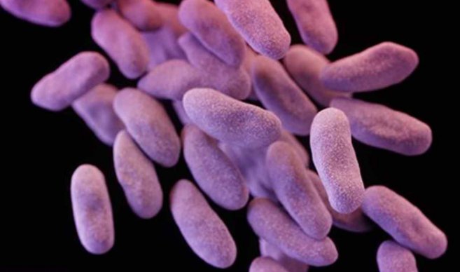 Investigadores buscan combatir bacterias resistentes a antibióticos