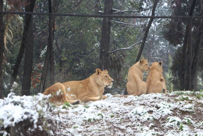 Buin Zoo inicia campaña para recaudar fondos tras 100 días cerrado