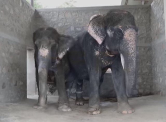 [VIDEO] Maltrato físico, el día a día de los elefantes usados para el turismo en Asia