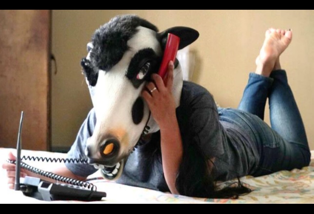 Mujeres de India se fotografían con cabezas de vaca