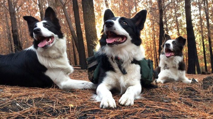 Das, Olivia y Summer, las tres increíbles perras que están reforestando los bosques arrasados por los incendios en Chile