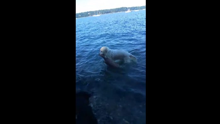 [VIDEO] La heroica hazaña de un perro que rescató a un pequeño venado de ahogarse en Nueva York