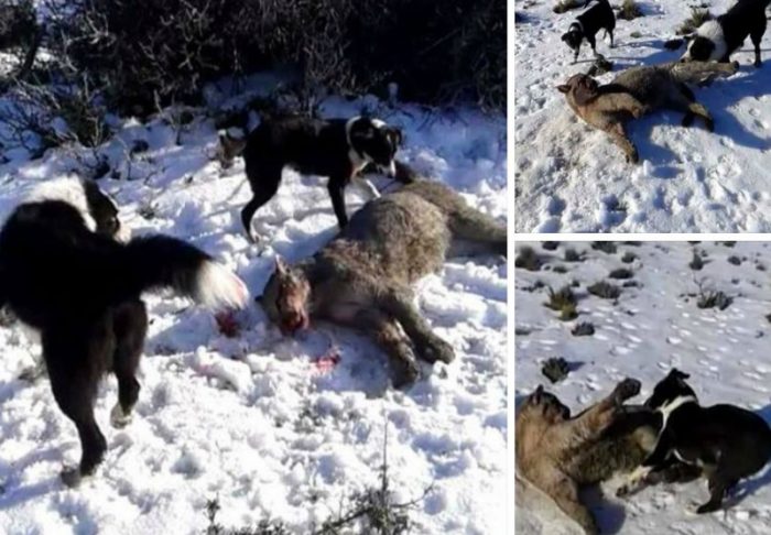 Ministro de Medio Ambiente denuncia «infame asesinato» de puma y dice que perseguirán al «cazador»