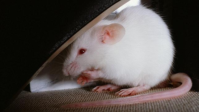 [VIDEO] Las imágenes que muestran con increíble precisión cómo se expande el cáncer en el cuerpo de un ratón