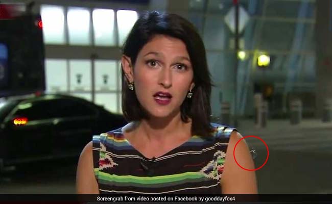 [VIDEO] La reacción profesional de una periodista mientras una araña recorre su brazo durante despacho en vivo