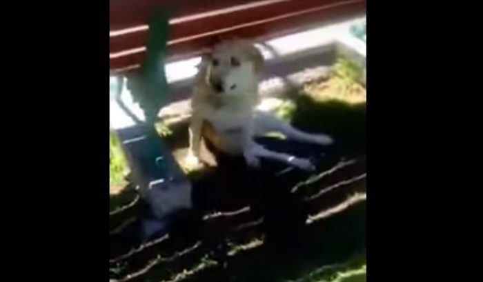 [VIDEO] Indignación por muerte de perrito baleado por carabinero en plaza de armas de Vallenar