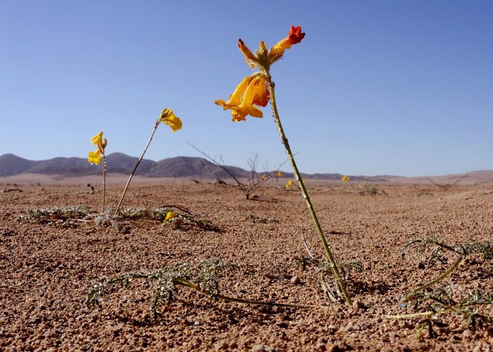 [FOTOS] Desierto florido, fotógrafos en un parque temático