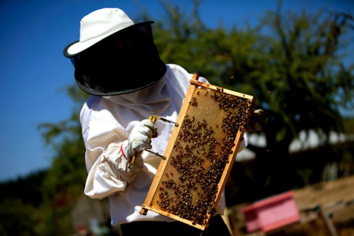 Masiva muerte de abejas moviliza a apicultores contra actual Ley Apícola