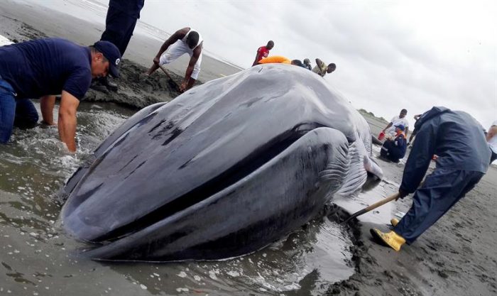 [VIDEO] Pese a labores de rescate ballena de 15 metros muere tras encallar en playa colombiana