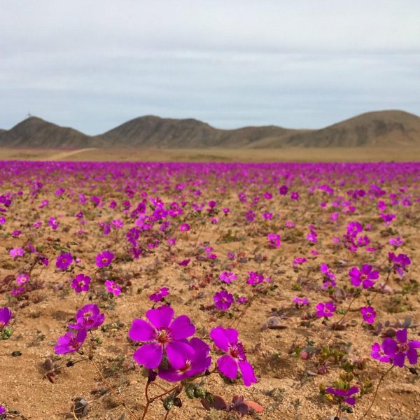 La maravilla del desierto florido