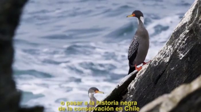 [VIDEO] La campaña que explica por qué el proyecto «Dominga» es incompatible con el ecosistema de La Higuera