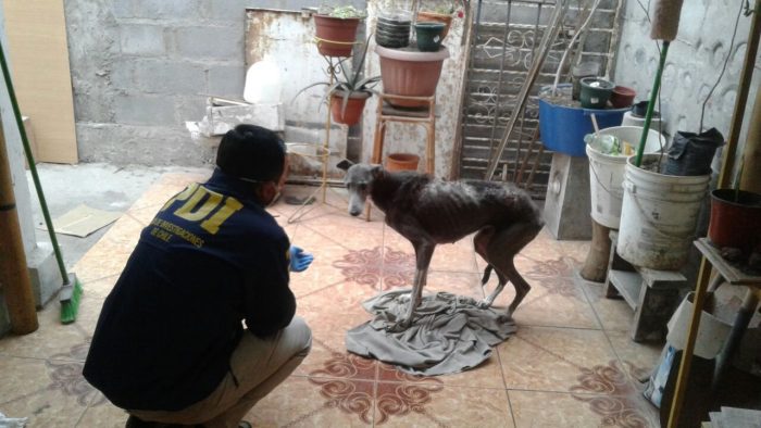 La PDI detiene a hombre en Arica por grave maltrato de perra galgo