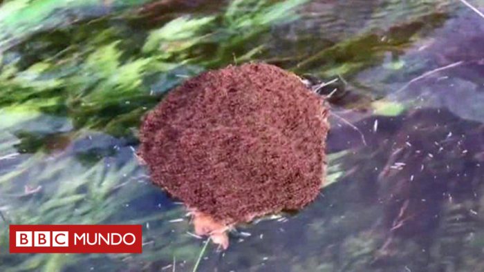 [VIDEO] Así son las «balsas» de hormigas de fuego que flotan por las calles inundadas de Houston