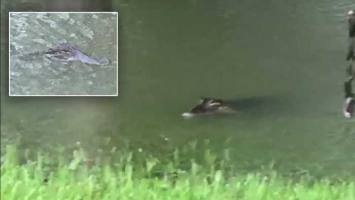 [VIDEO] Huracán Harvey lleva a dos cocodrilos a nadar dentro del patio de una casa