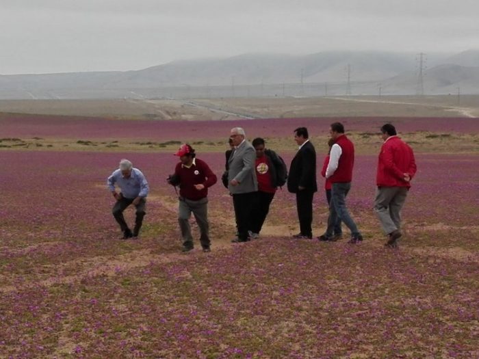 Piñera se gana troleo en Twitter por foto que lo muestra pisando el desierto florido