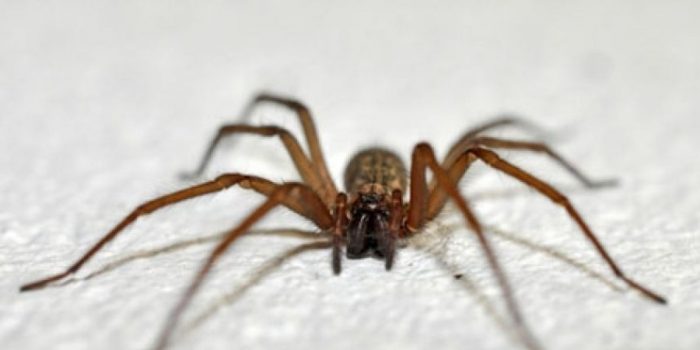 Estudiando el olfato de arañas de rincón científicos buscan crear eficaz repelente