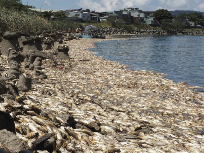 [VIDEO] Miles de peces aparecen muertos en ríos de Taiwán tras fuerte ola de calor