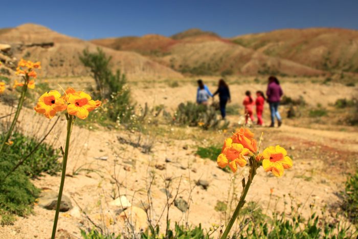 Sernatur Atacama refuerza llamado a cuidar el desierto florido y conocer los atractivos regionales