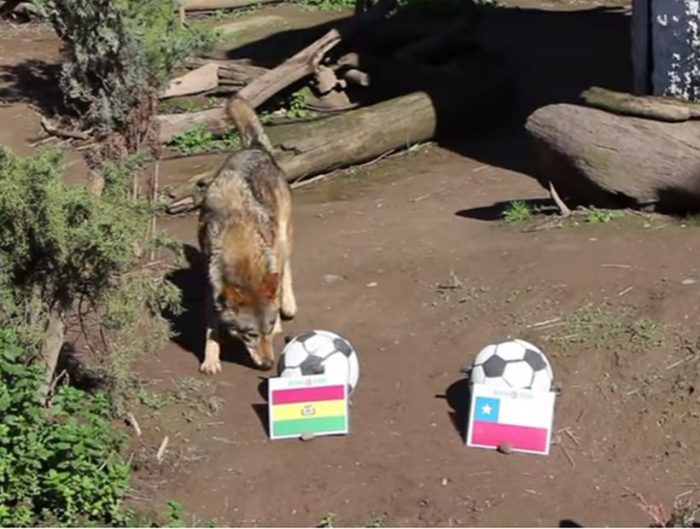 [VIDEO] El desalentador pronóstico del lobo del Buin Zoo para el duelo de Chile con Bolivia