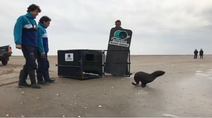 [VIDEO] Dos lobos marinos regresan al océano gracias a una fundación argentina