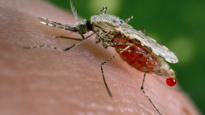 La preocupación por el «alarmante» avance de un tipo de «supermalaria» que no responde a los tratamientos existentes