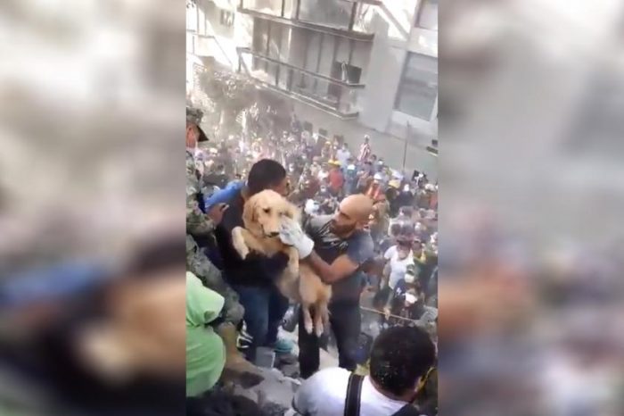 [VIDEO] El aplaudido rescate de un perro desde los escombros producidos por el fuerte terremoto en México