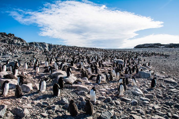 Científico advierte que cambio climático es responsable de episodio de muerte masiva de pingüinos