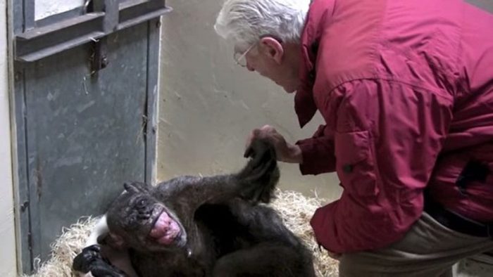 [VIDEO] «Mama»: la conmovedora historia de una chimpancé que reconoce a su cuidador antes de morir