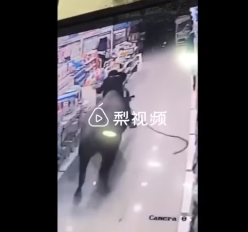 [VIDEO] Búfalo se escapa de matadero y en carrera envía a mujer embarazada a los estantes en supermercado