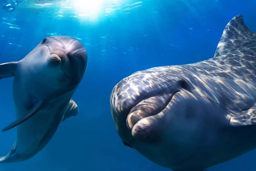 Delfines y ballenas en acción