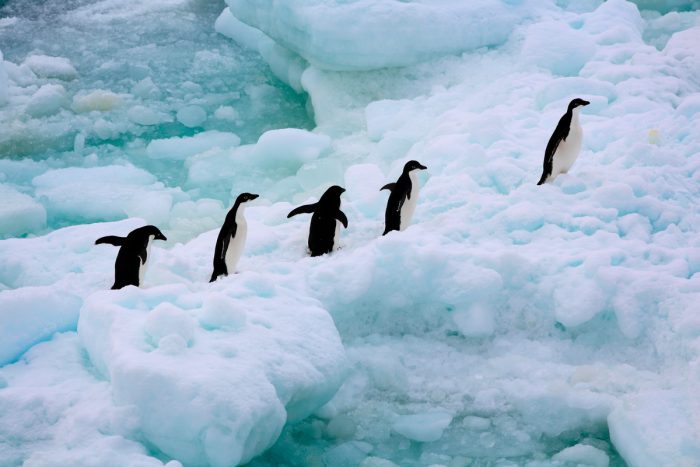 Letal marcha de pingüinos en la Antártica: sobreviven sólo dos crías de una colonia de 40 mil