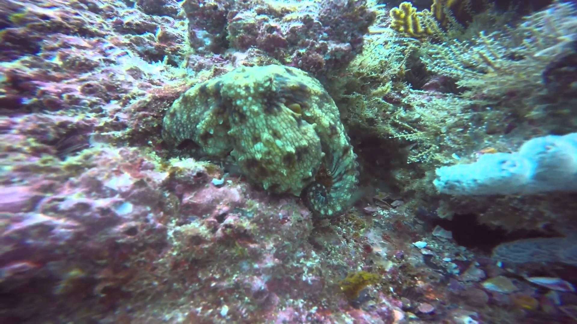 Pulpo camuflado en su entorno