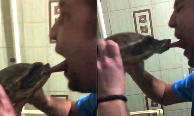 [VIDEO] Nunca beses a una tortuga: reacción del animal ante insistente muestra de amor se convierte en viral