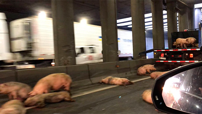 [VIDEO] Camión que transportaba cerdos sufre accidente y deja a varios animales tirados en Autopista Central