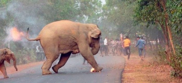 «El infierno está aquí»: la triste imagen de una cría de elefante en llamas que ganó un concurso de fotografía en India