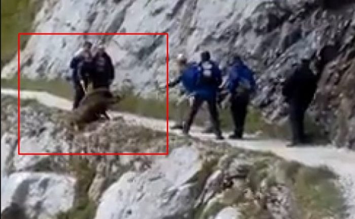 [VIDEO] Indignación por senderistas que empujan a jabalí por un acantilado en parque europeo