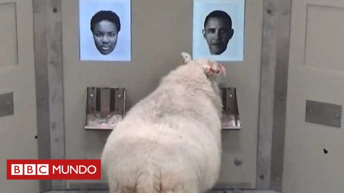 [VIDEO] ¿Es este señor Barack Obama?: experimento demostró que ovejas pueden reconocer rostros