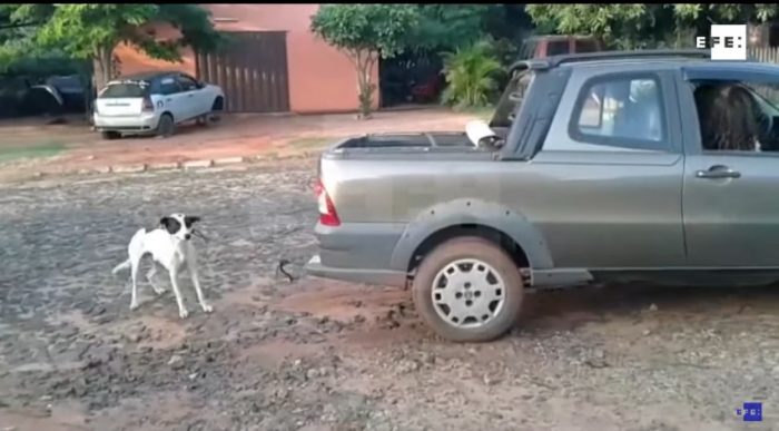 [VIDEO] Registro de perro amarrado a una camioneta es clave en primera imputación por maltrato animal en Paraguay