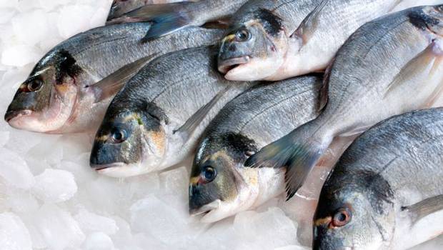 Nutricionistas en alerta por reportaje de pescado en mal estado: exigen mayor fiscalización dado el impacto en la salud de la población