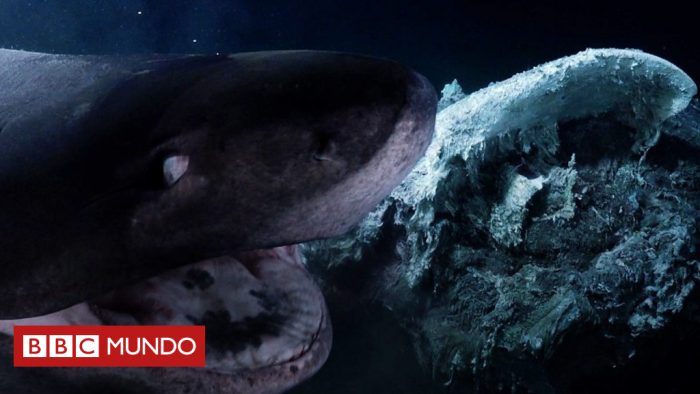 [VIDEO] El tenso momento en que dos grandes tiburones atacan al submarino de un equipo de Blue Planet II de la BBC
