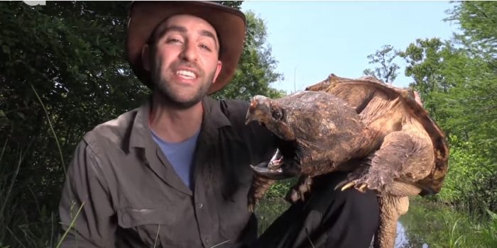[VIDEO] Encuentra tortuga «cocodrilo mordedora salvaje», una especie no vista por más de 30 años